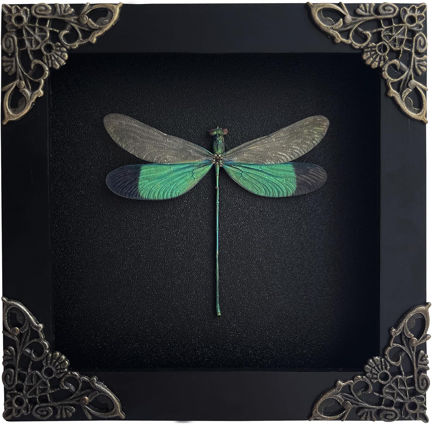 Real Clear Wings Dragonfly 4.7" Framed Preserved Insect Specimen
