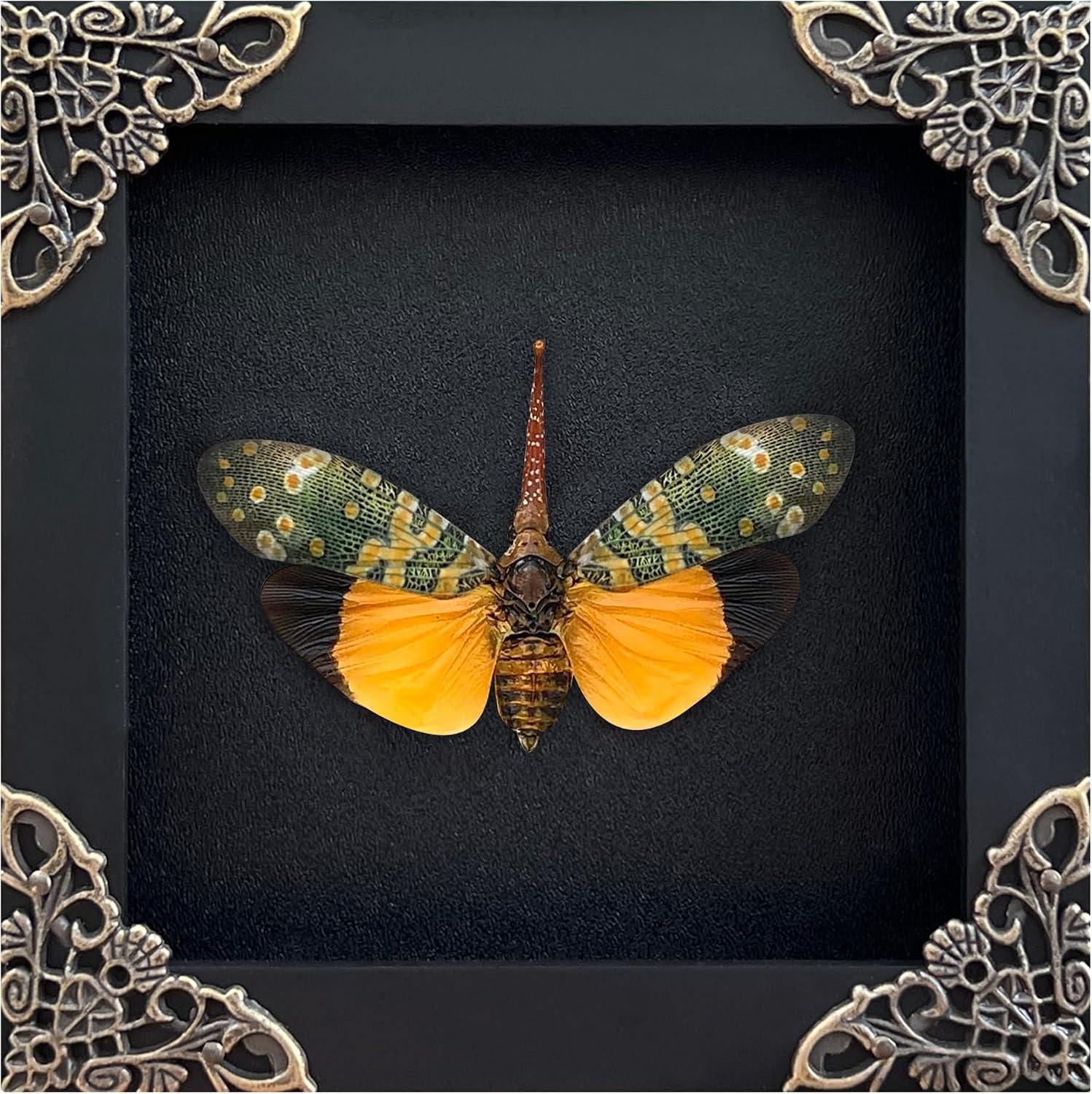 Real Lanternfly Specimen 4.7" Framed Taxidermy